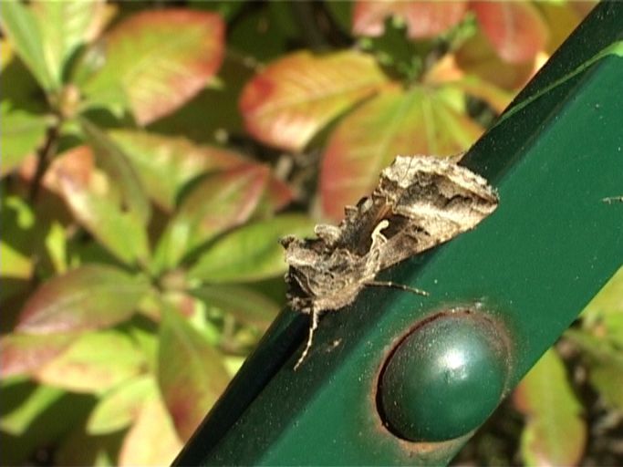 Gammaeule ( Autographa gamma ) : Moers, in unserem Garten, 12.10.2005